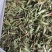 甜叶菊