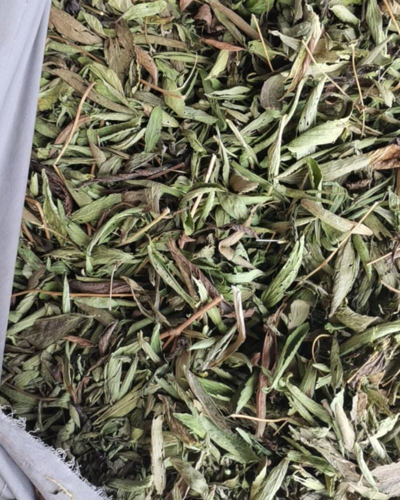 甜叶菊