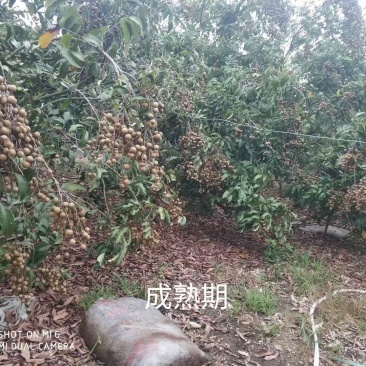 广西钦州龙眼