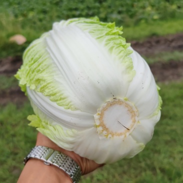 白菜