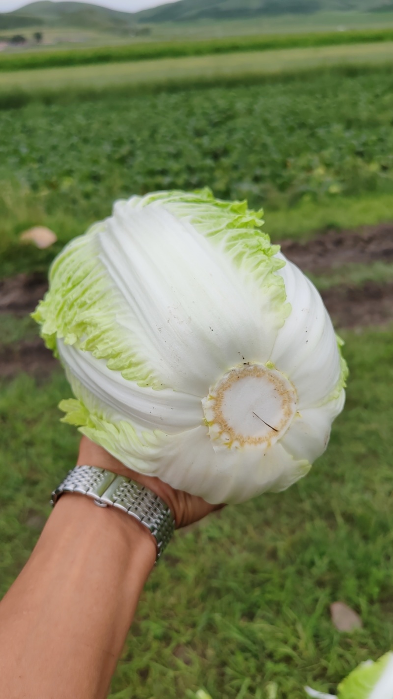 白菜