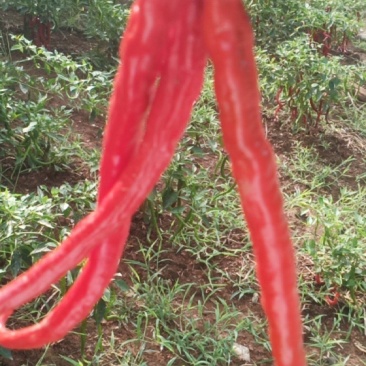 二荆条红辣椒