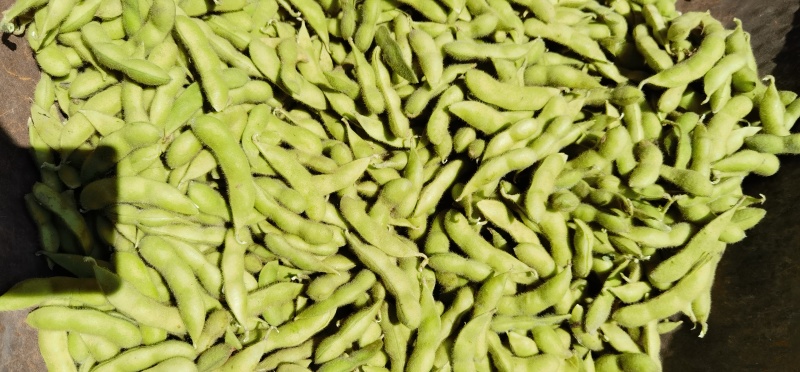 辽宁锦州鲜毛豆翠绿宝毛豆大量供应一手货源全国发货