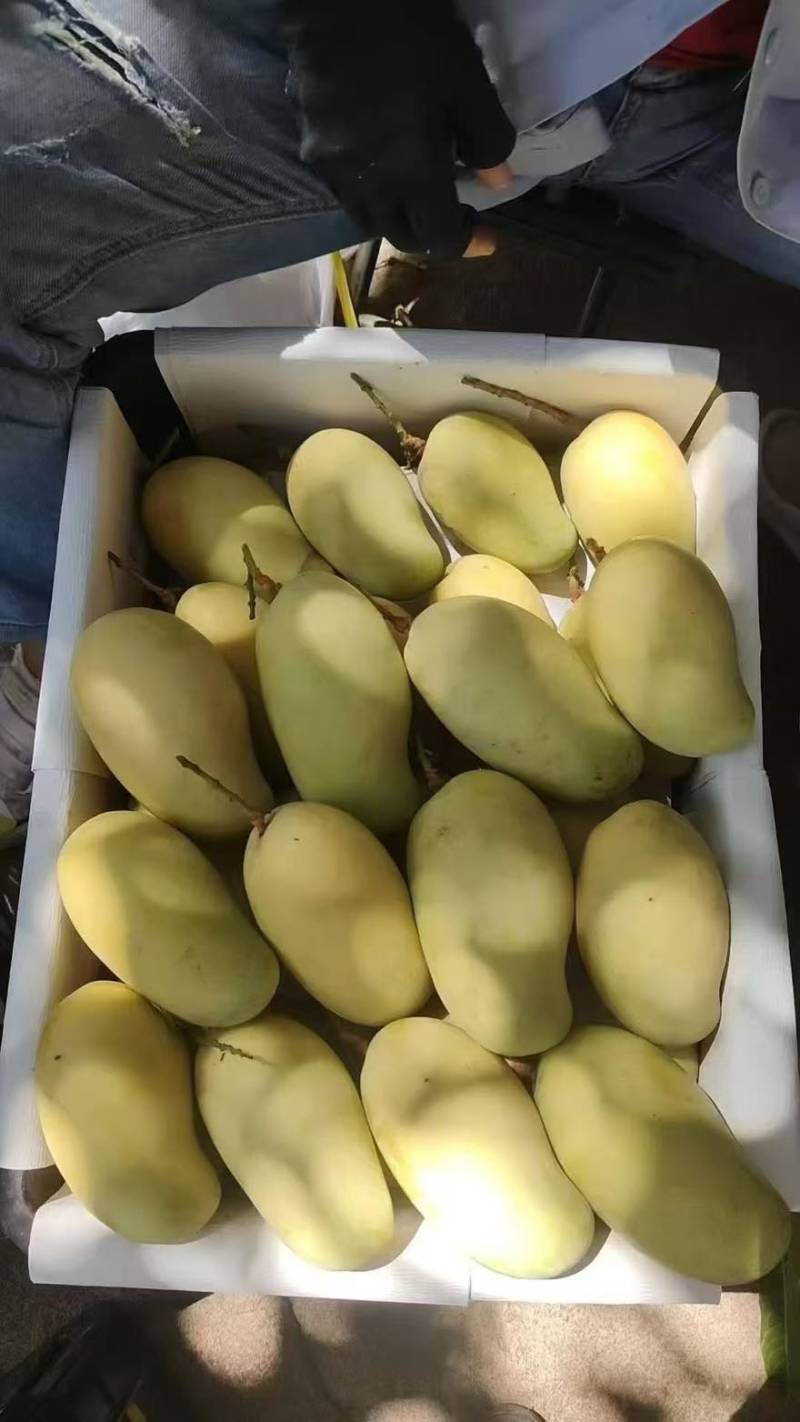 大芒果真甜