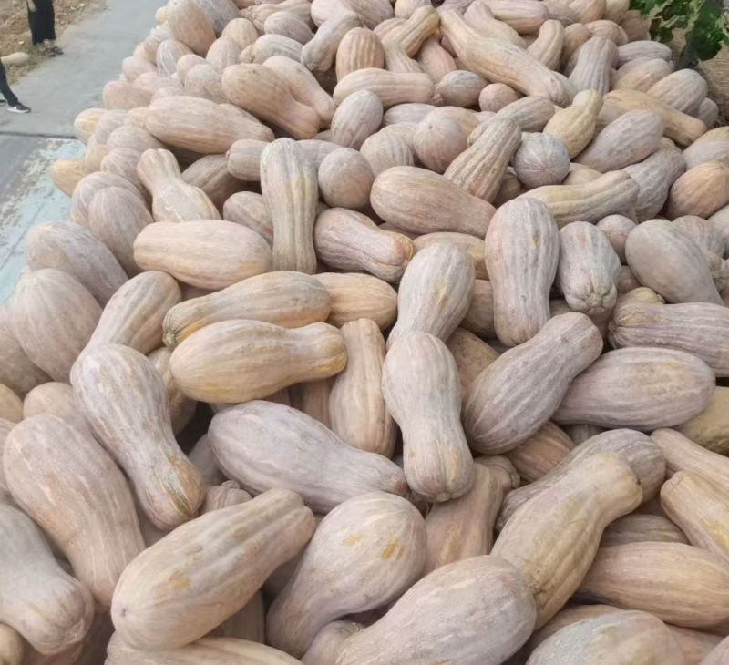 南瓜