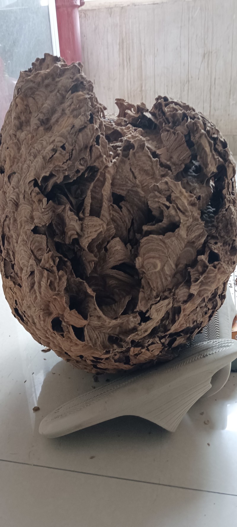 超大马蜂窝