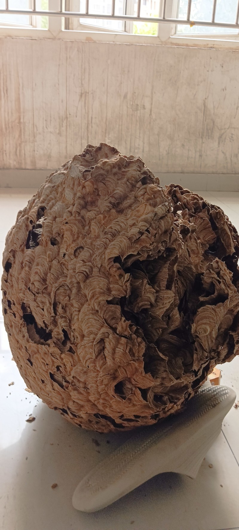 超大马蜂窝