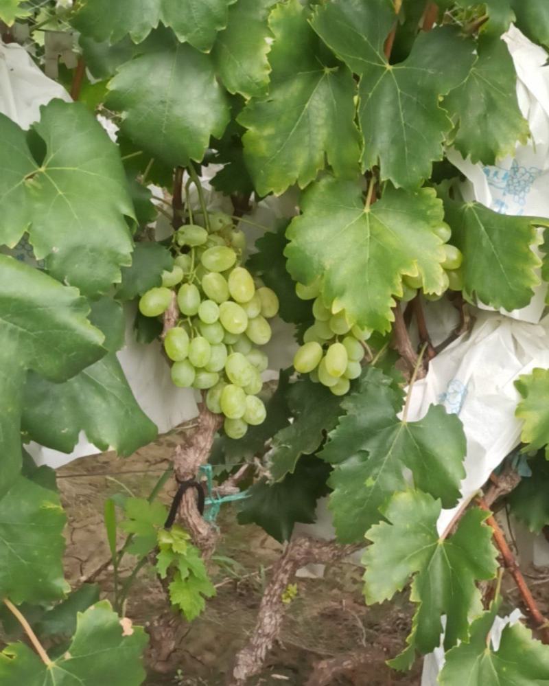 维多利亚葡萄有3万左右代，要多少都可以的