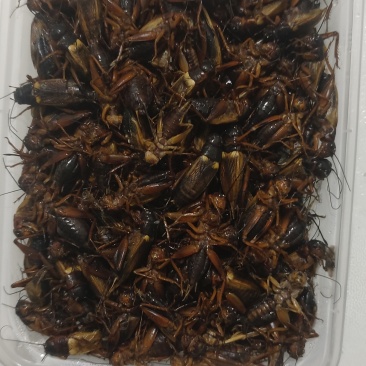 冷冻蟋蟀、活体蟋蟀、蟋蟀虫卵