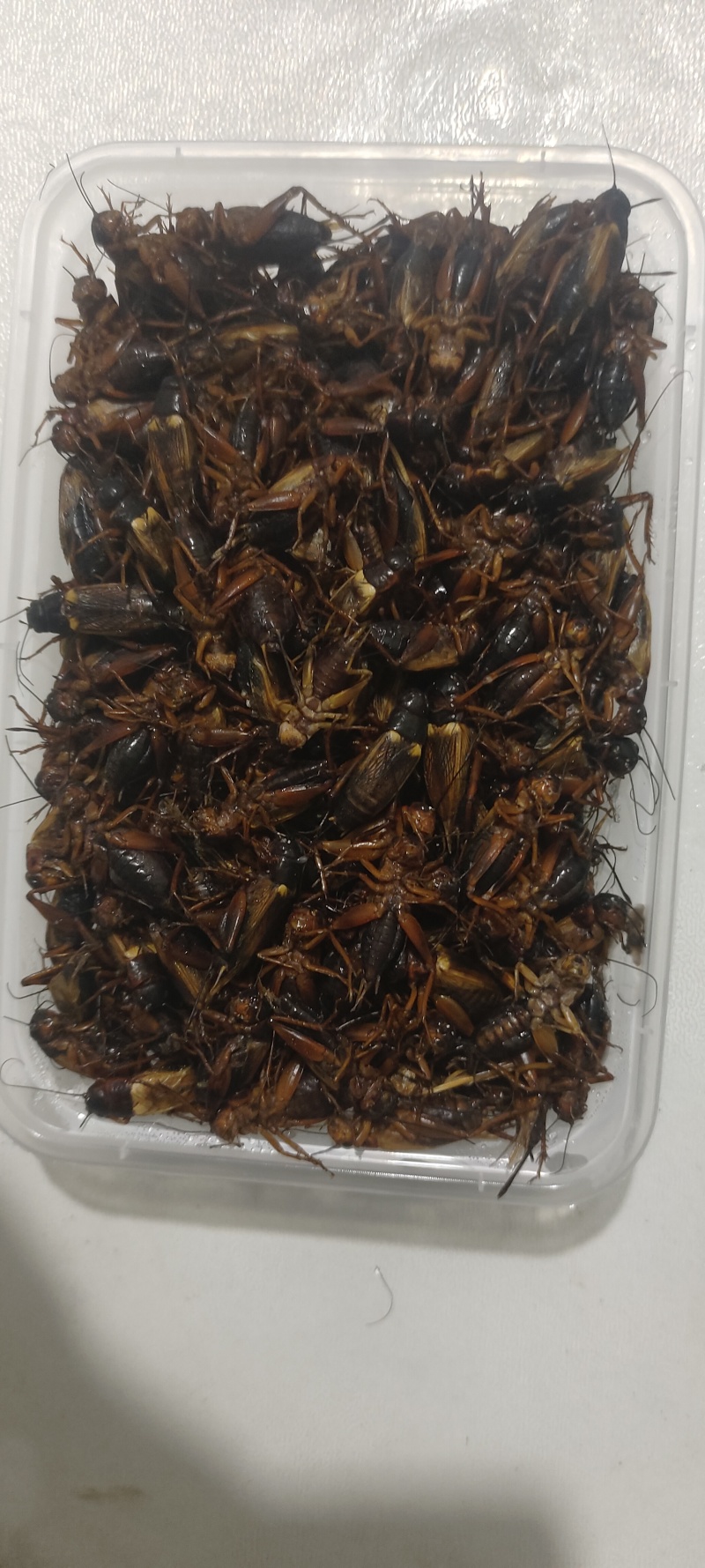 冷冻蟋蟀、活体蟋蟀、蟋蟀虫卵