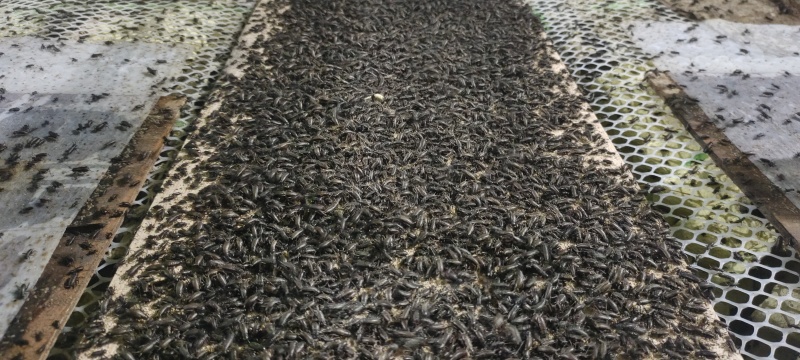 冷冻蟋蟀、活体蟋蟀、蟋蟀虫卵