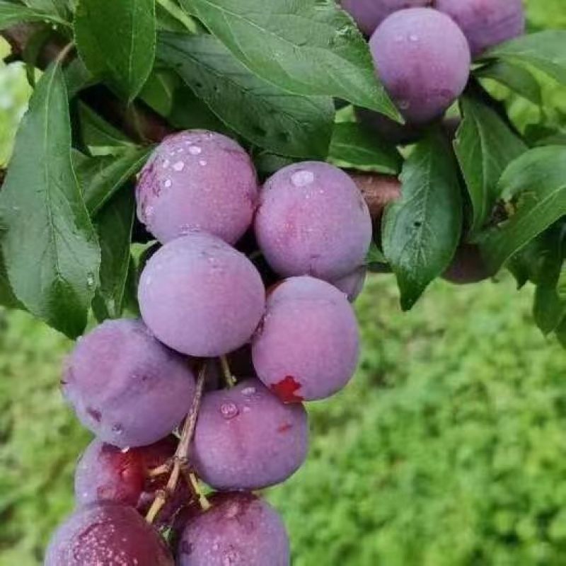 脆红李
