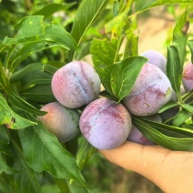 脆红李