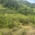 小脆红李