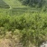 小脆红李