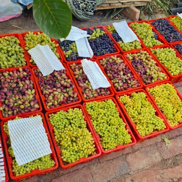 三色葡萄🍇柳树泉核心产区