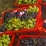 三色葡萄🍇柳树泉核心产区