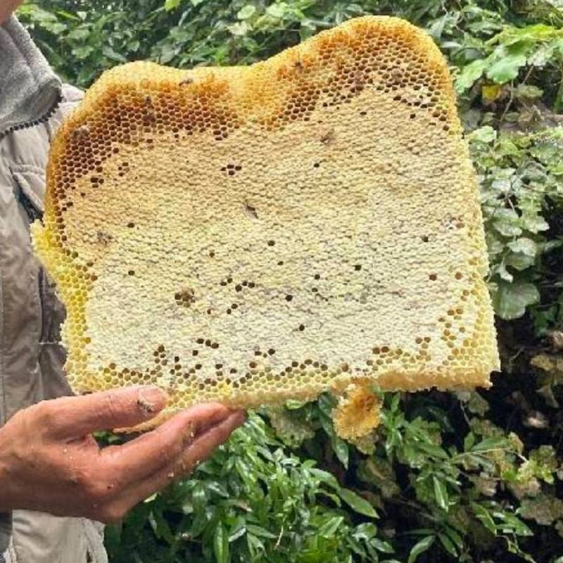 大山里***野生蜂蜜
