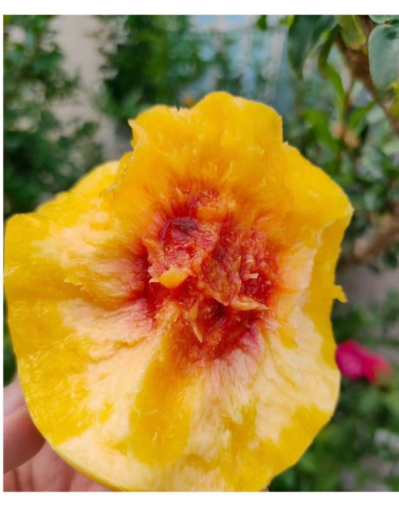 湖南黄桃