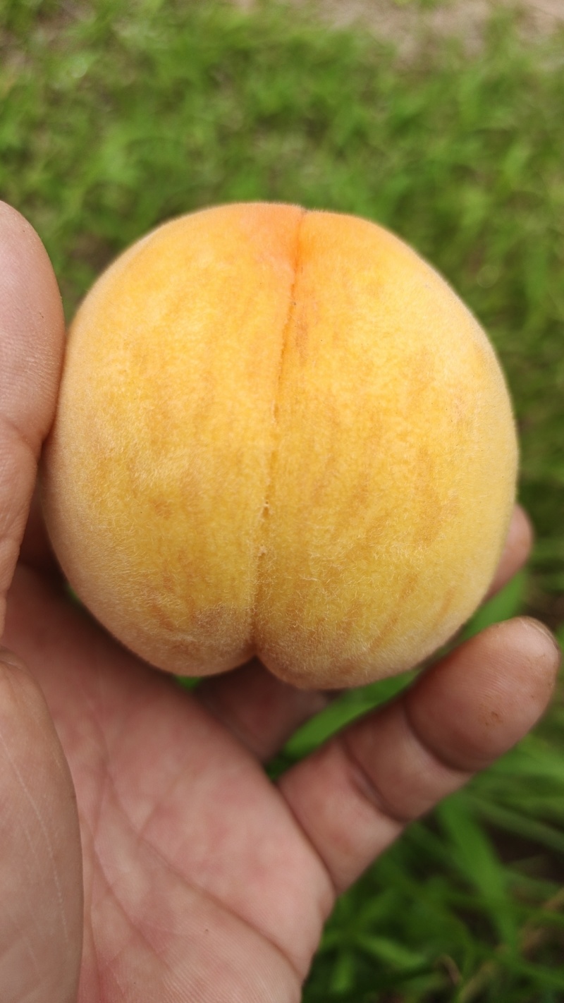 黄桃