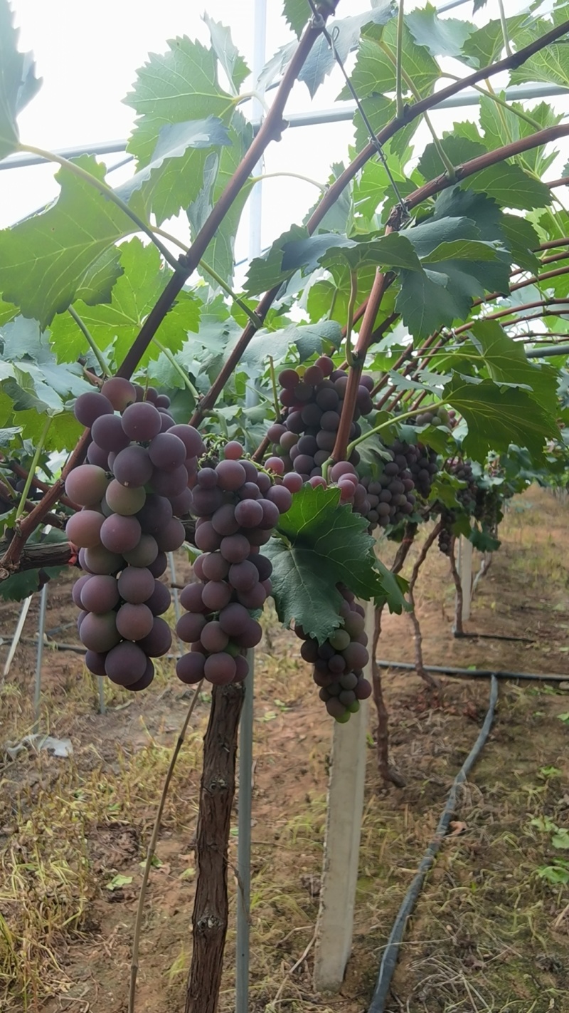山东省临沂市下村乡孔庄村巨峰葡萄