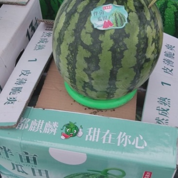精品无籽麒麟瓜