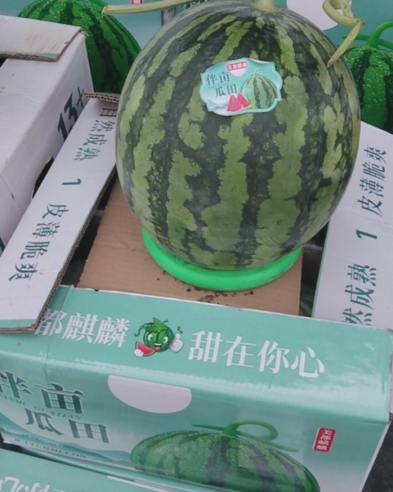 精品无籽麒麟瓜