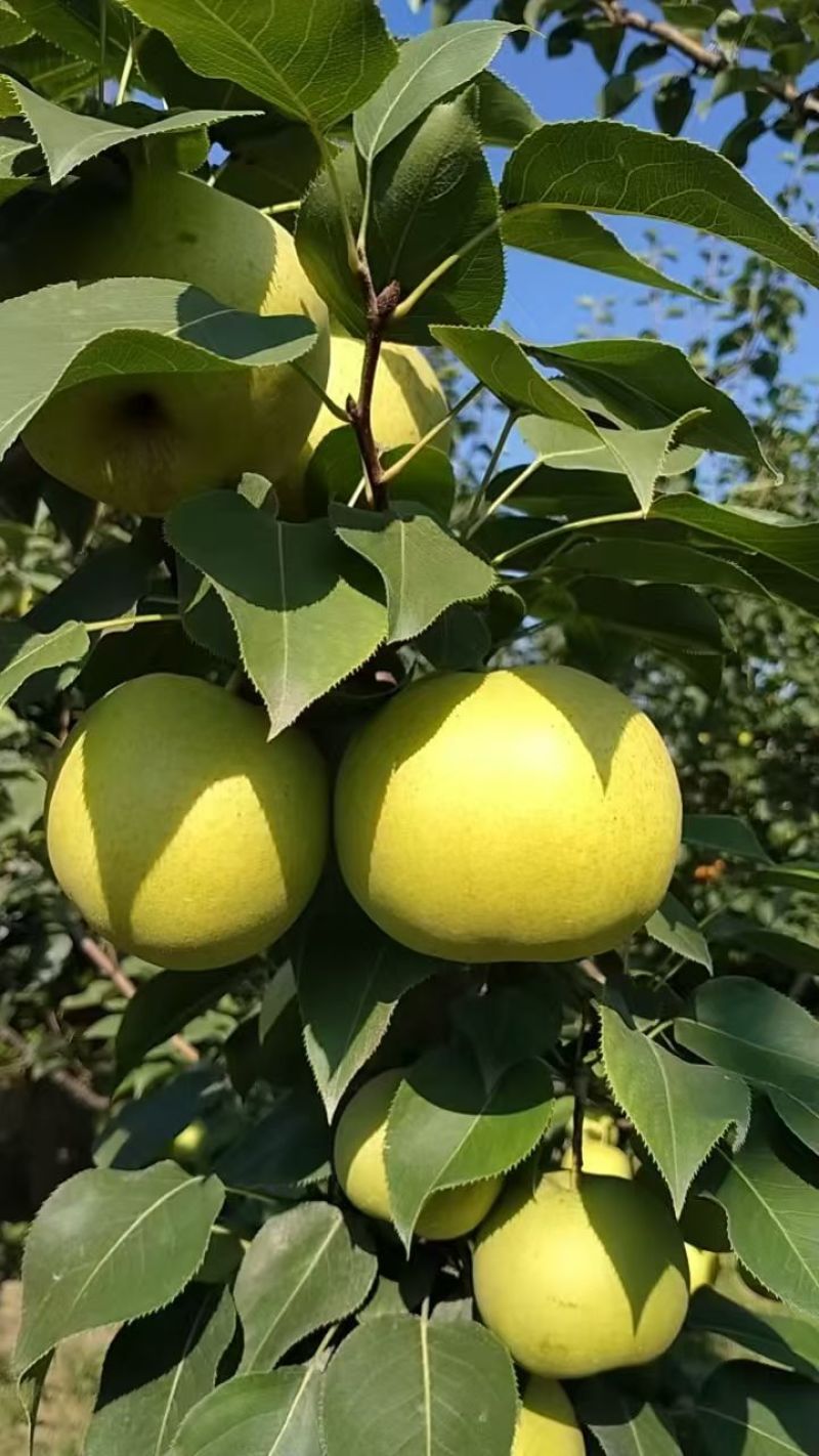 黄冠梨