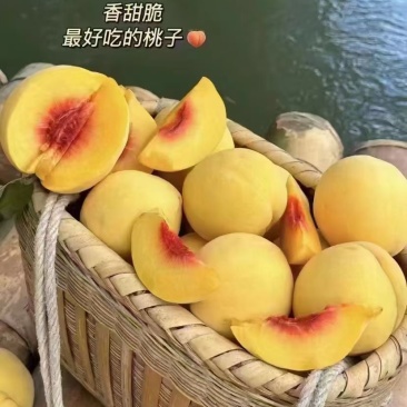桂东高山黄桃