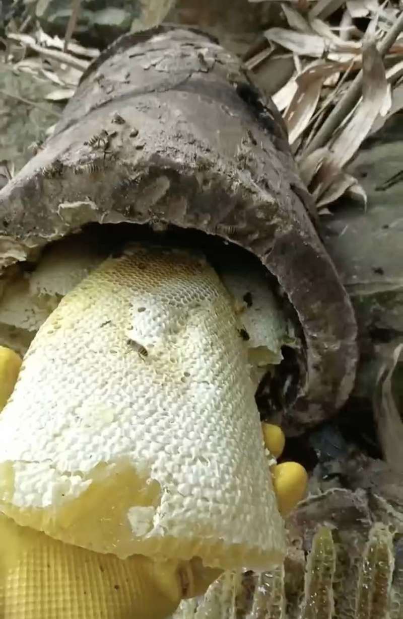 野蜂蜜