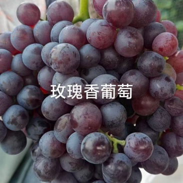 玫瑰香葡萄，夏黑葡萄