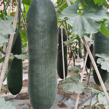 黑皮冬瓜价格真实个头均匀15斤以上