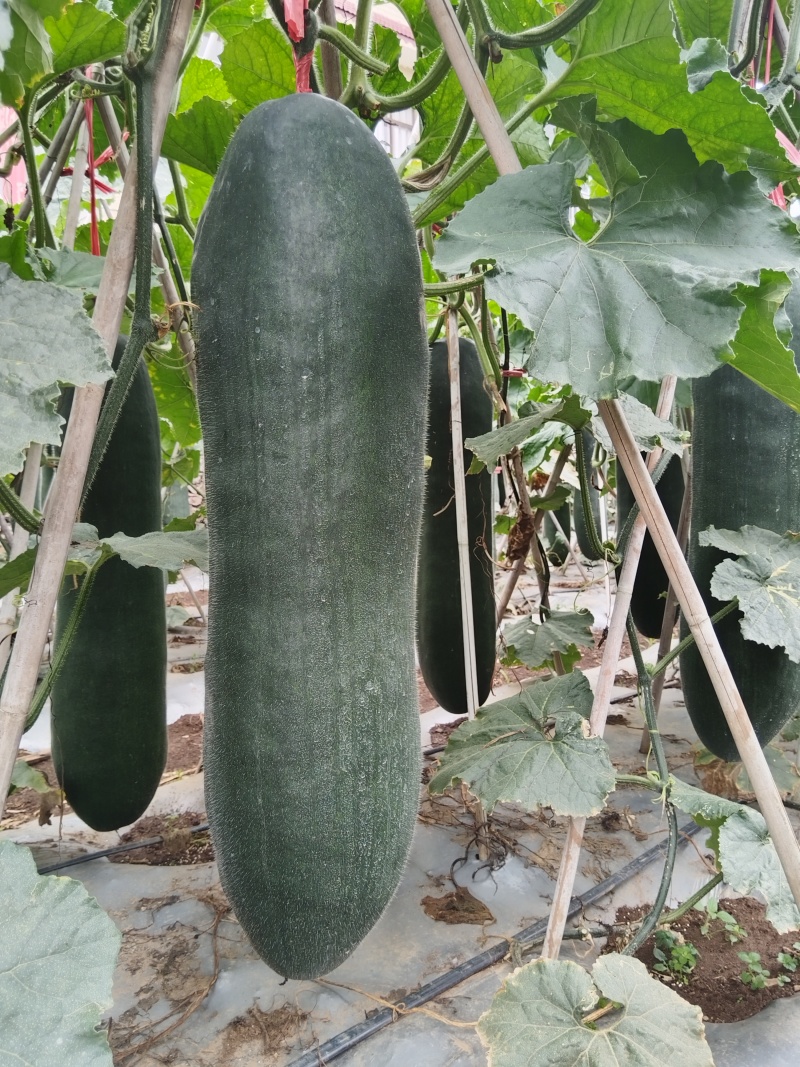黑皮冬瓜价格真实个头均匀15斤以上