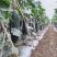 黑皮冬瓜价格真实个头均匀15斤以上
