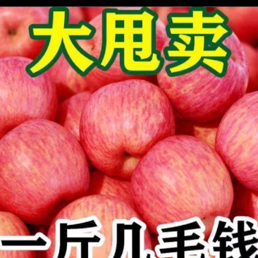 山东红富士苹果