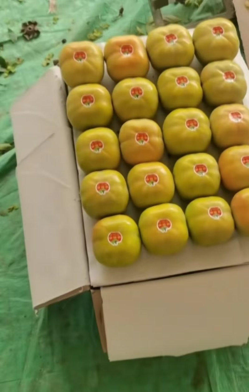 云南元江脆柿货源稳定市场电商货都有