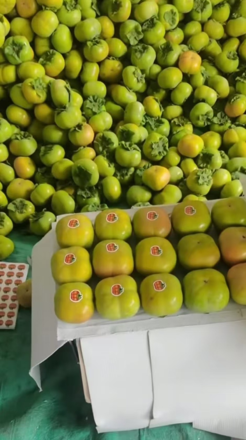 云南元江脆柿货源稳定市场电商货都有