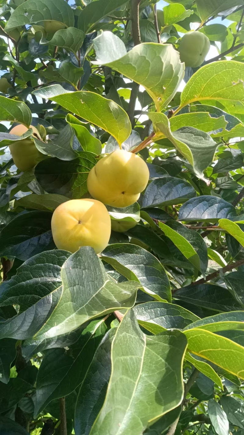 云南元江脆柿货源稳定市场电商货都有
