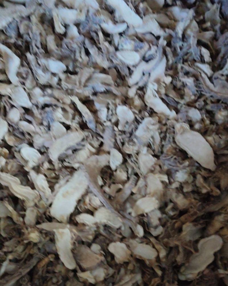 红花鸢尾根切片