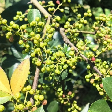 云南正宗花椒