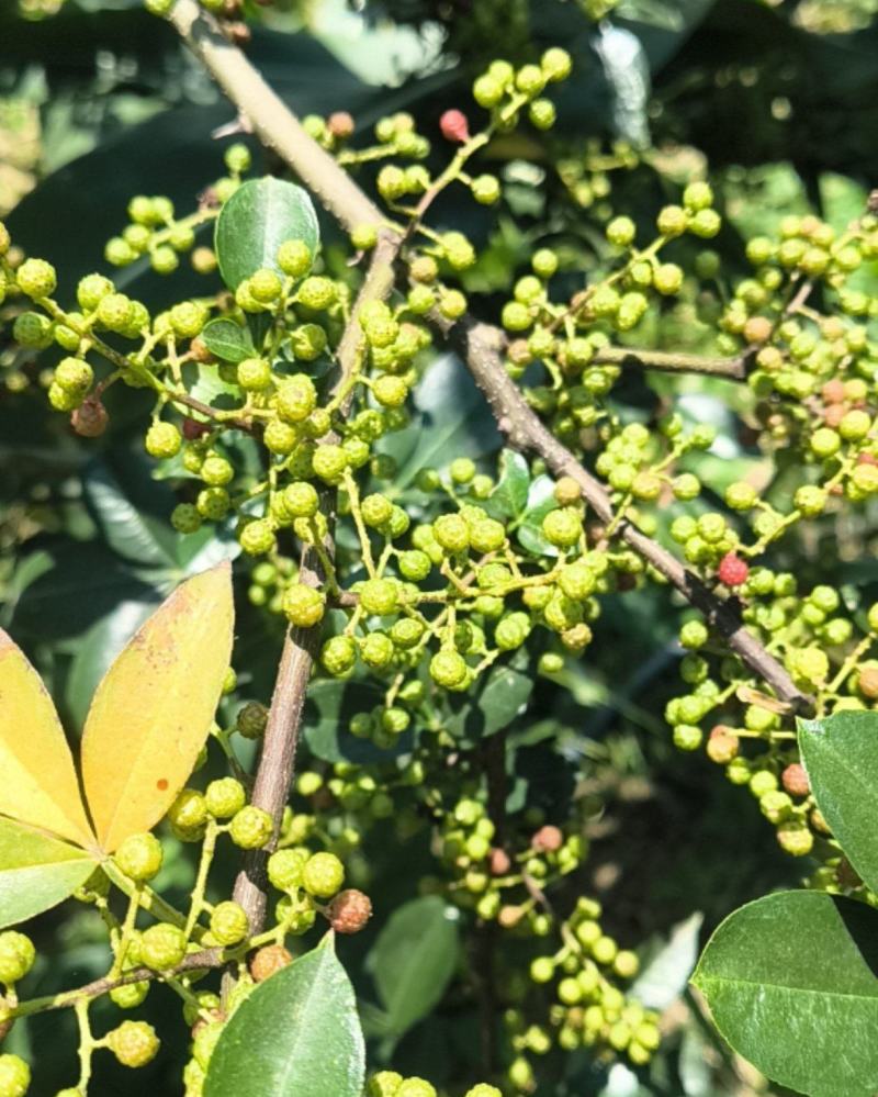 云南正宗花椒