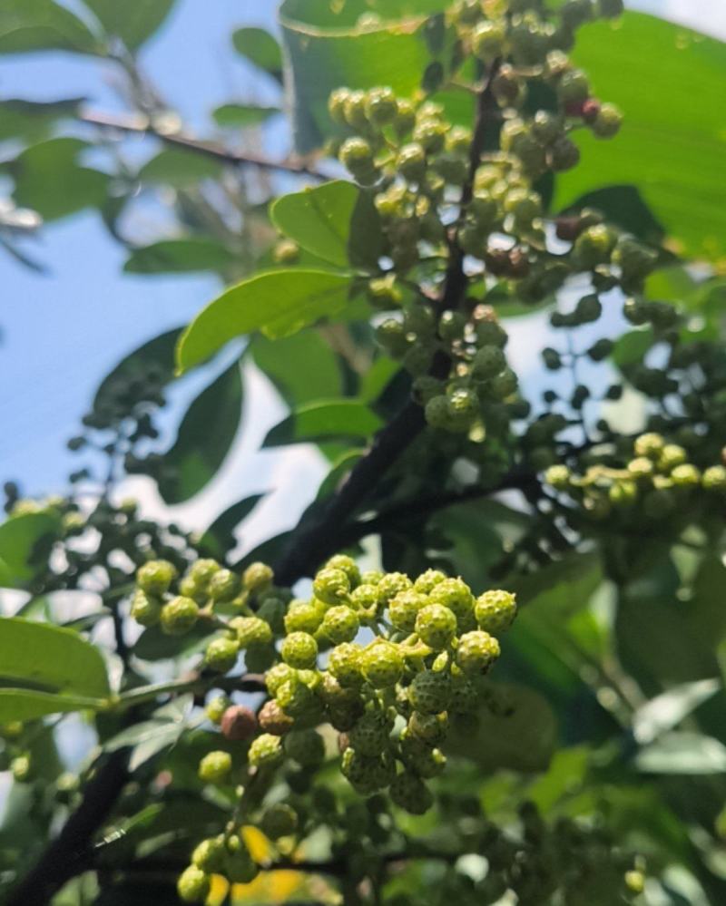 云南正宗花椒