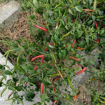 贵州辣椒艳椒