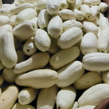 优质白吊瓜做馅专用