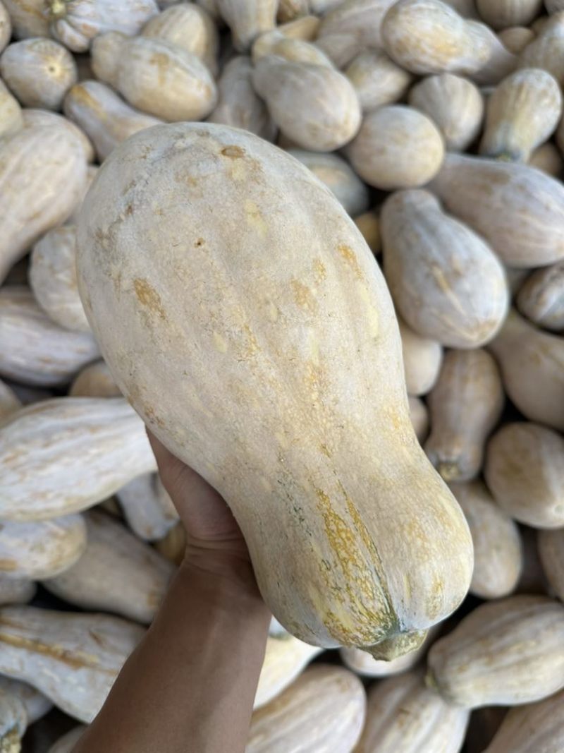 蜜本南瓜