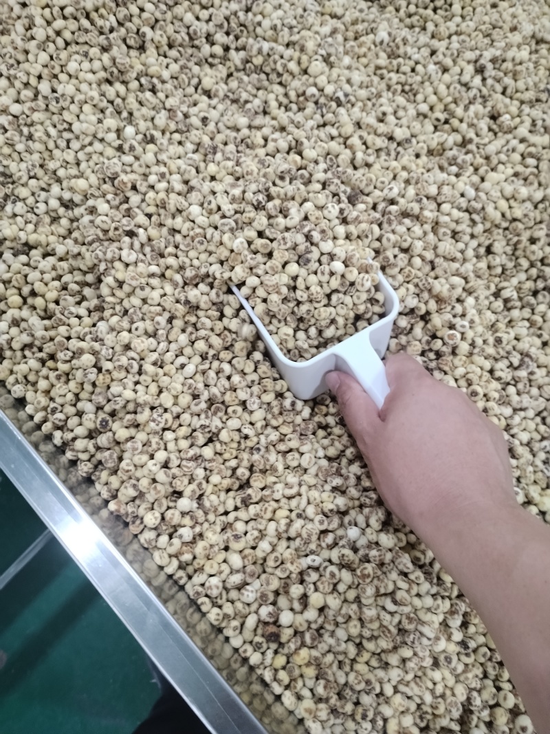 油莎豆