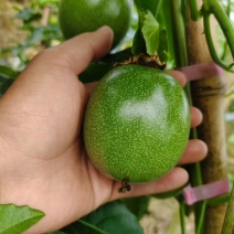 百香果（鸡蛋果）