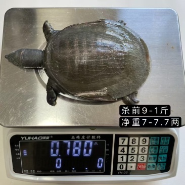 甲鱼有货，各个规格都有