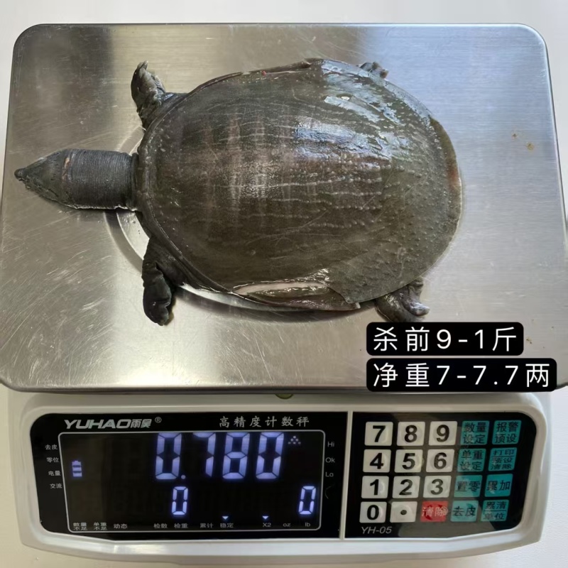 甲鱼有货，各个规格都有