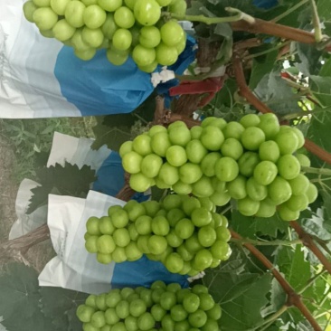 河南商丘夏邑县韩道口益生菌阳光玫瑰葡萄